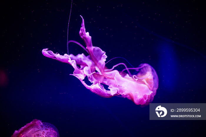 Beautiful jellyfish, medusa in the neon light with the fishes. Aquarium with blue jellyfish and lots of fish. Making an aquarium with corrals and ocean wildlife. Underwater life in ocean jellyfish.