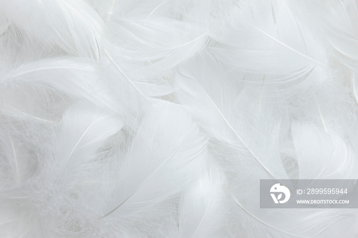 White Feathers Texture Background. Swan Feathers