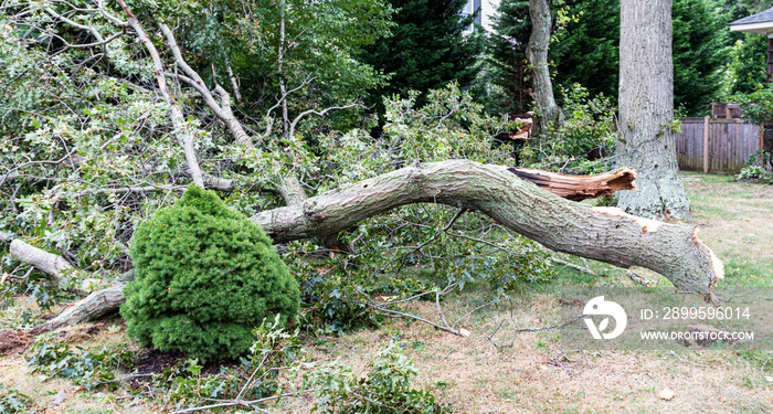 Tree branches on ground that fell from hurricane force wind storm