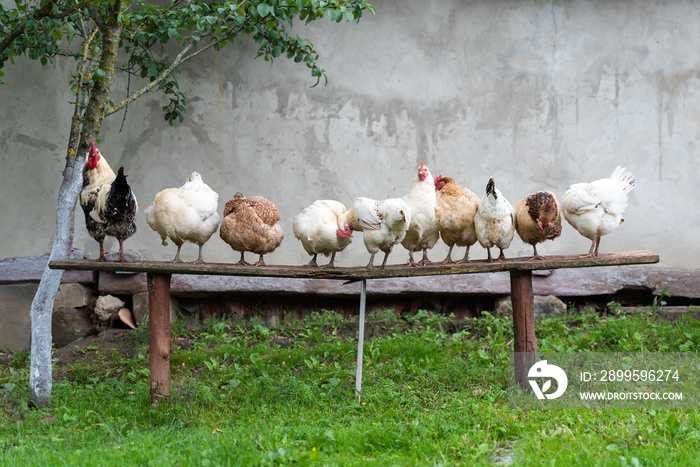 Rooster with chickens are standing on the old bench in the yard. Life in the village.