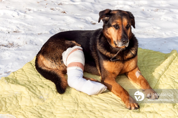 Sick dog lying on a blanket. Treatment of injured hind legs of a dog.