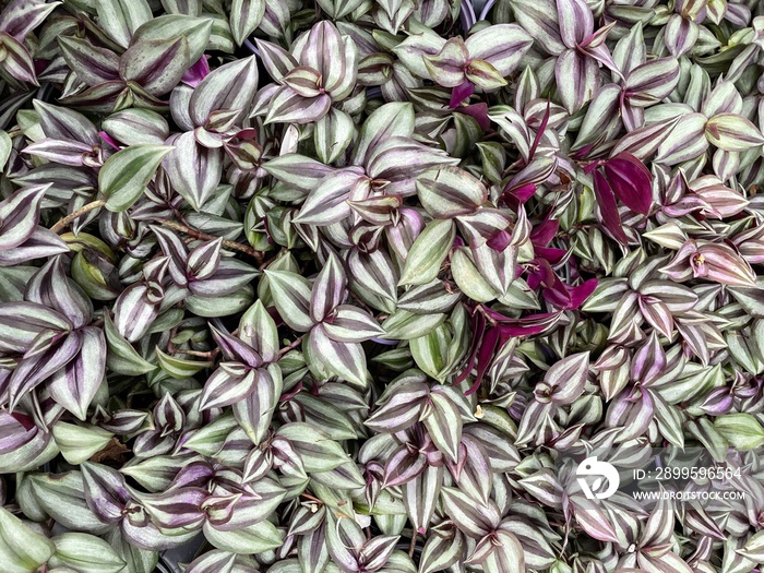 purple and green wandering jew