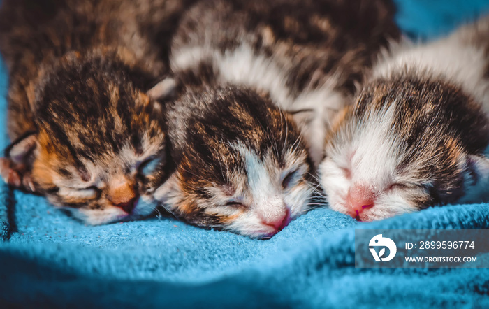 small kittens. selective focus.