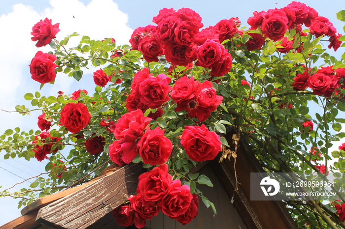 rose rosse rampicanti su pergola di legno