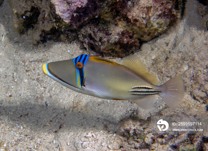 A Picasso Triggerfish (Rhinecanthus aculeatus) in the Red Sea, Egypt