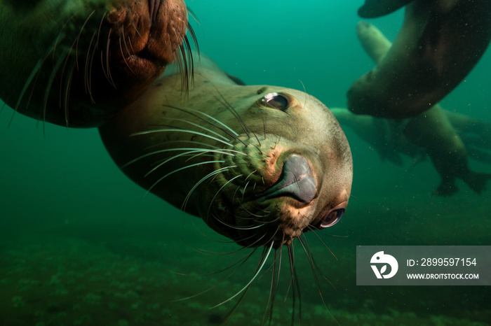 A close up picture of a cute Sea Lion swimming underwater. Picture taken in Pacific Ocean near Honby Island, British Columbia, Canada.