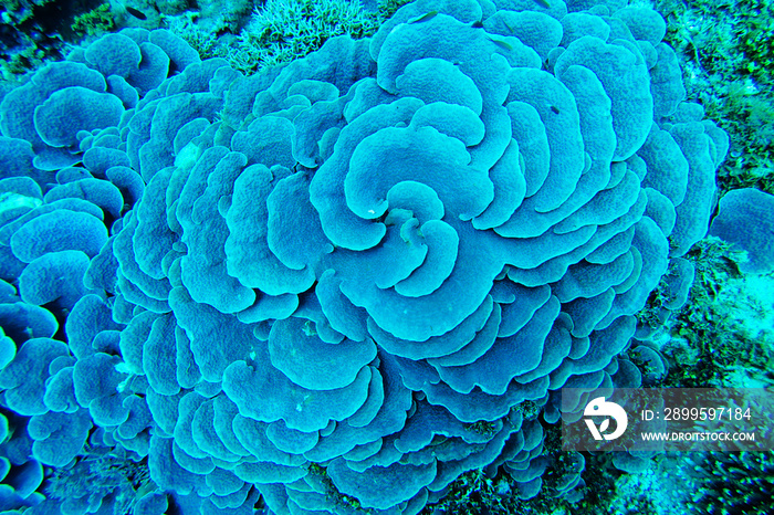 Large blue Cabbage Leather Coral (Sinularia dura), top view, Indian Ocean, Pemba Island, Tanzania.