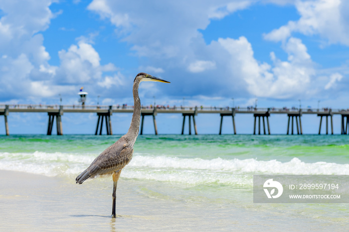 Great Blue Heron (Ardea herodias) walking on seashore