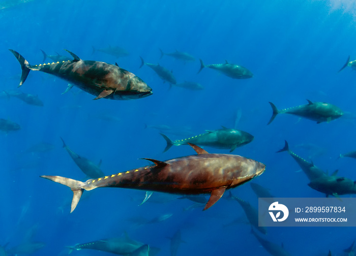 Atlantic Bluefin Tuna (Thunnus thynnus)