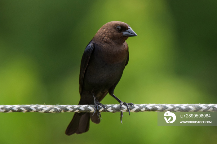 Male Cowbird Bird Perched on Rope