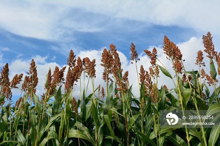 秋のヒエ（稗）-Japanese barnyard millet