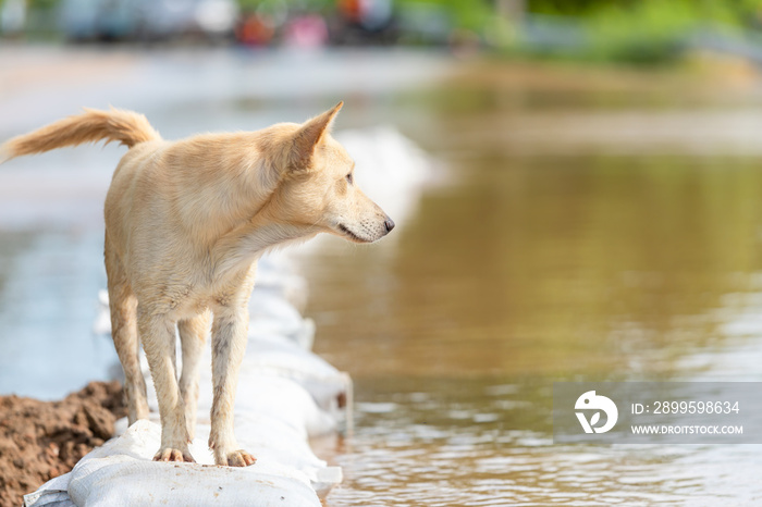 White Thai dog standing on the sandbag in flooding situation