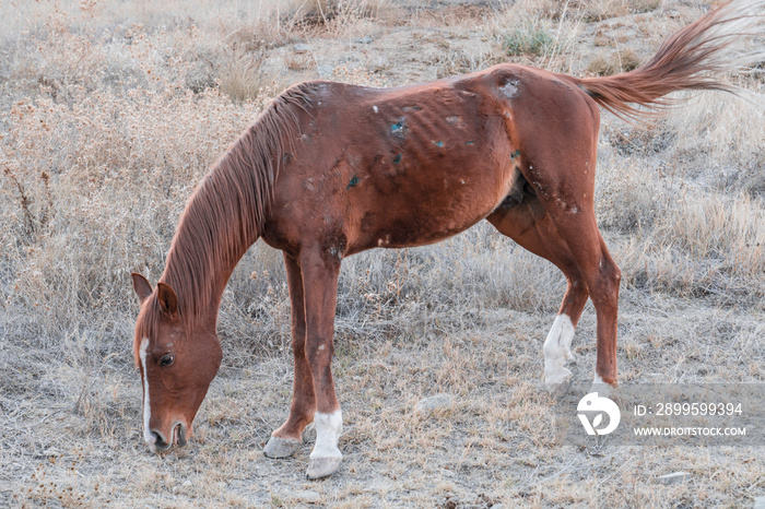 The sick and old horse