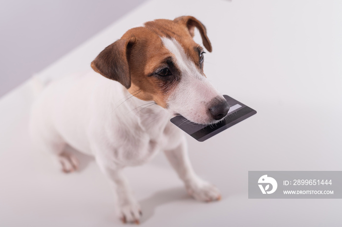 An obedient smart dog holds a bank card in his mouth on a white background