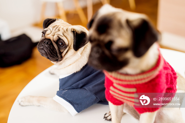 Two pug dogs dressed up in fashionable clothing.