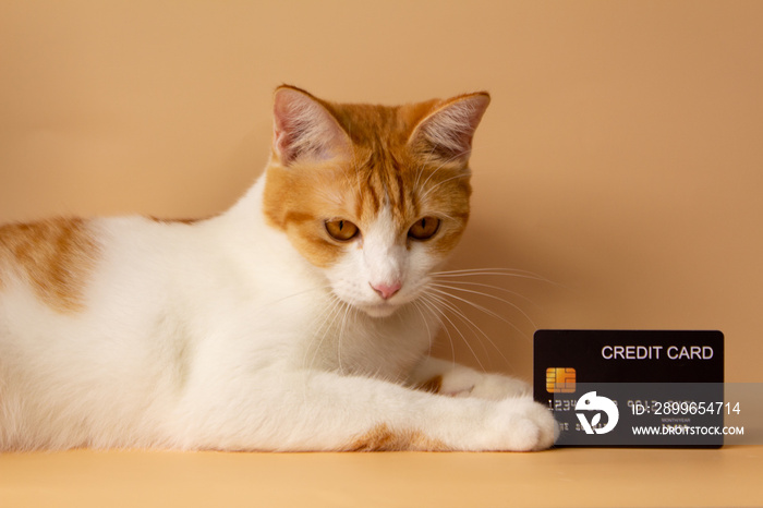 A cute orange cat is showing off his credit card. Online payments. Point accumulation. Economical an