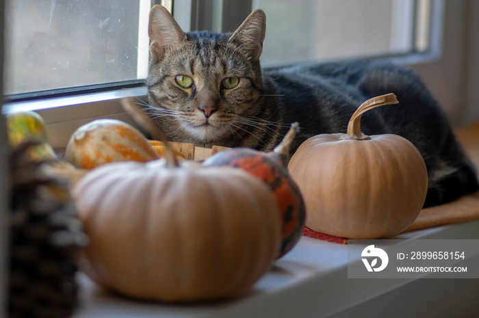 Mysterious domestic dark marble cat with its pumpkins wealth on the window looking out for Halloween