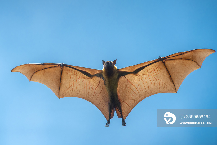 Flying bat (Lyles flying fox)