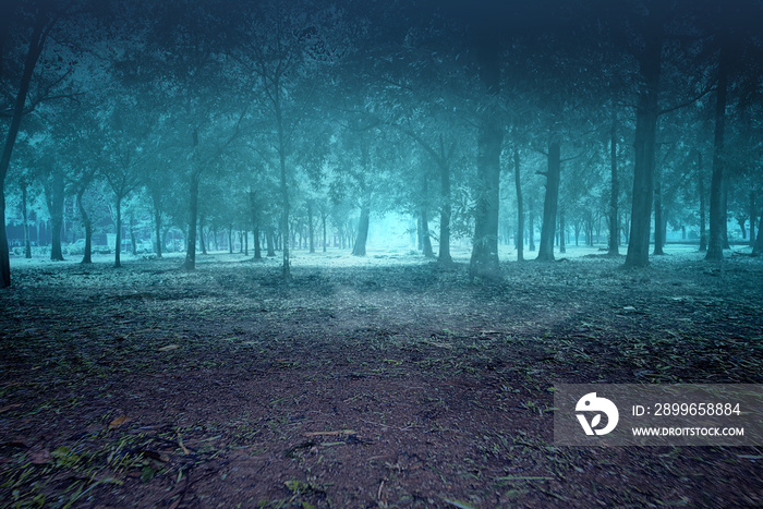 Haunted forest with smoke and fog with night scene background