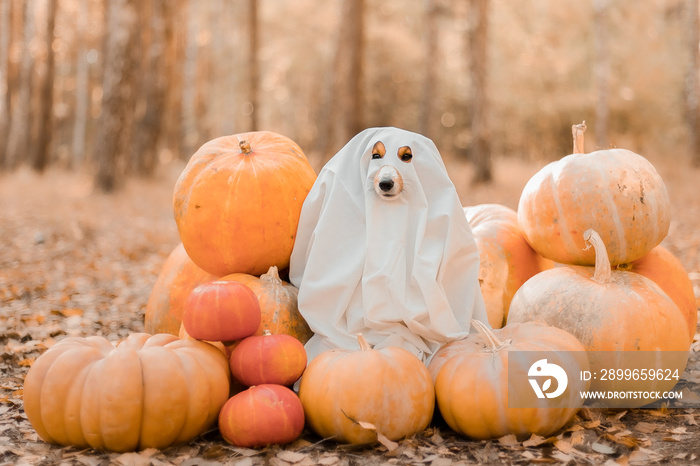 Dog with pumpkins. Shetland Sheepdog. Thanksgiving day. Fall season. Halloween holidays. Sheltie dog