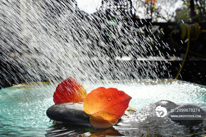 雨水里的红叶