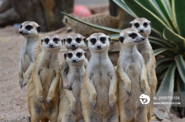 suricate family