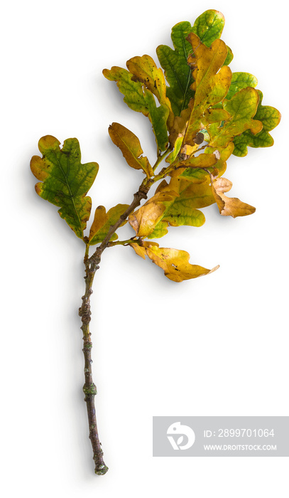 Oak Stick With Leaves