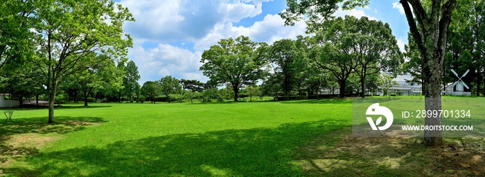 夏空バックに芝生公園のパノラマ情景