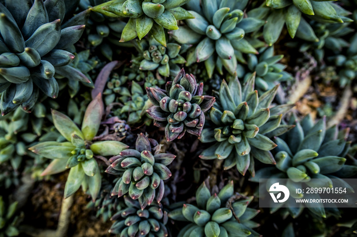 Green Plant Background