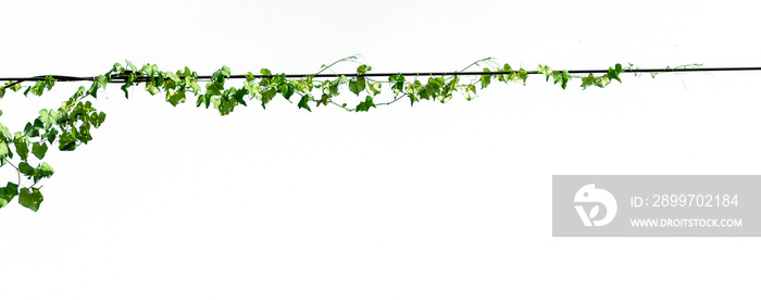 Ivy on the wire on a white background