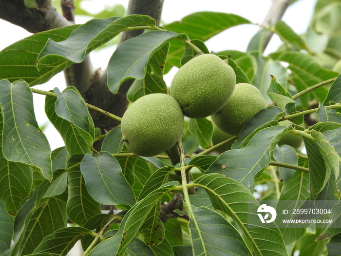 green walnut tree close up