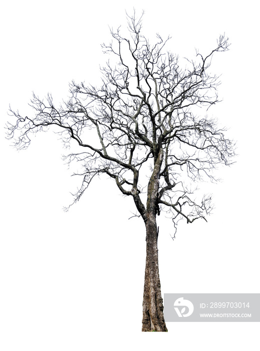single tree without leaf with clipping path