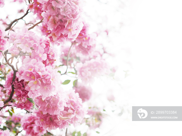 Floral backdrop of pink flowers over white background.