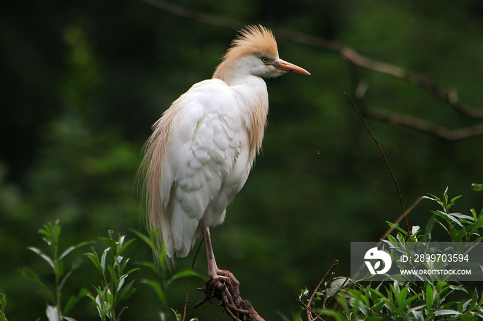 AST, BUBULCUS, FEDERN, HäUBCHEN, IBIS, SCHNABEL, VOGEL, WEIß