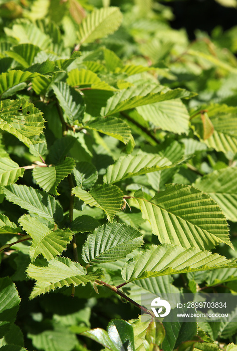 鹅掌楸Feuillage de Carpinus betulus