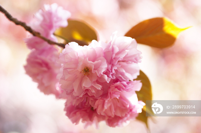 八重桜（カンザン）