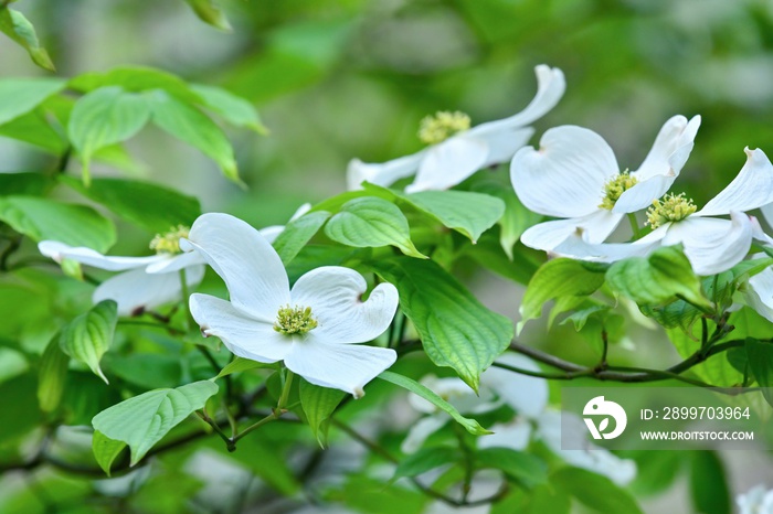 ひっそりと咲く満開のヤマボウシの花