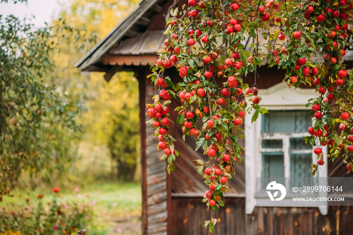 Branch Hung With Red Small Apples On Background Of Old Wooden Ho