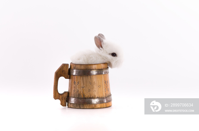 rabbit in a beer mug