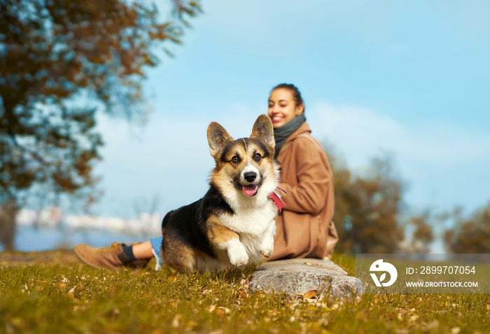 快乐微笑的威尔士柯基犬在跑向镜头时被拍到动作，舌头伸出f