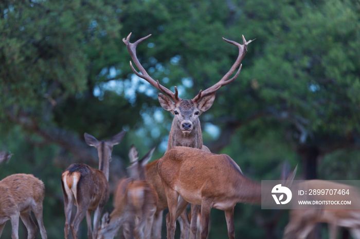 Berrea - Deer rut, Rutting period, CIERVO COMUN - RED DEER (Cervus elaphus), Cork oak forest, Medite