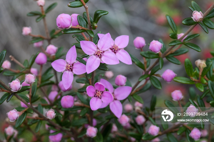 Sydney Boronia plant in flower