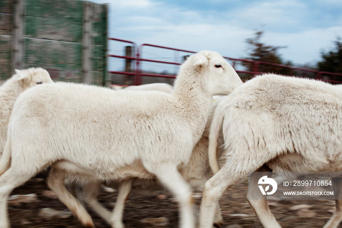 Side view of sheep running on field