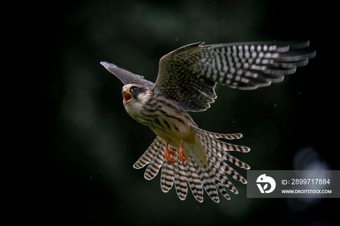 飞行中的红脚猎鹰（Falco vespertinus）少年
1574474115,女性双手在电脑上打字和创意绘画的双重曝光。启动概念。