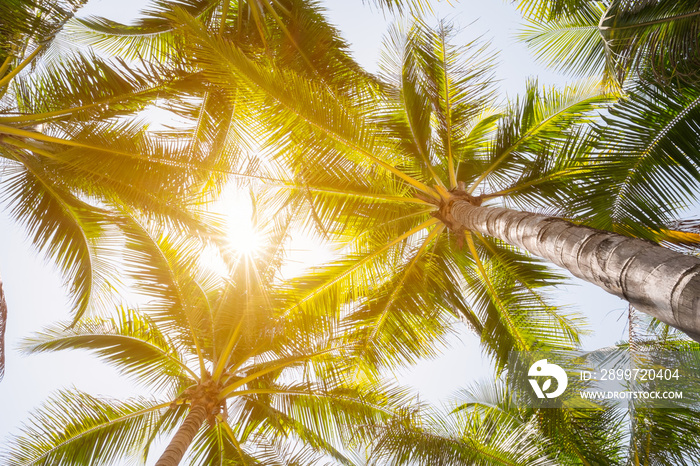 Coconut tree and sunshine.