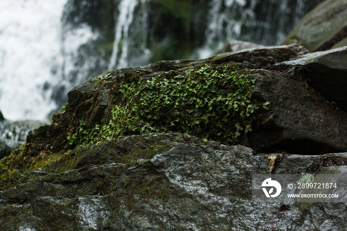 moss covered rocks near waterfall