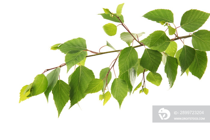 Branch of green leaves, isolated on white