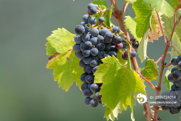 红葡萄酒葡萄种植，晴天黑葡萄酒葡萄新丰收