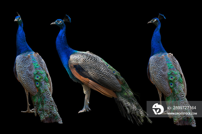 Indian peafowl set on black background