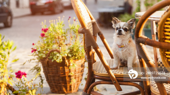 Cute chihuahua young dog in outdoors cafe with chairs and green plants and flowers in pots in old ci